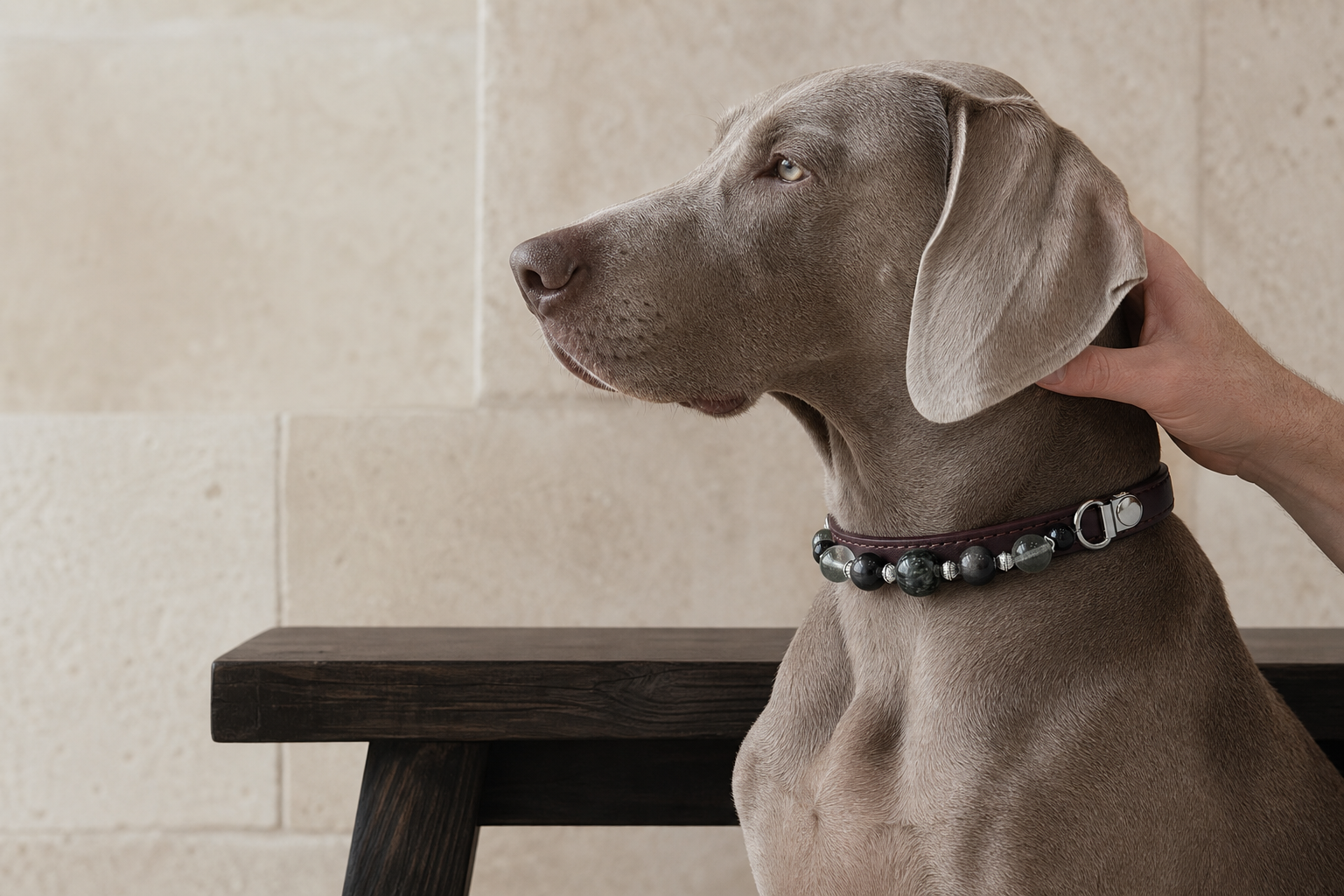 Forest Nocturne Collar worn by a companion